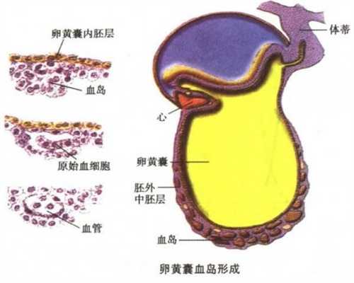 武汉供卵试管中心：武汉代孕正规机构：怀孕初期白带褐色